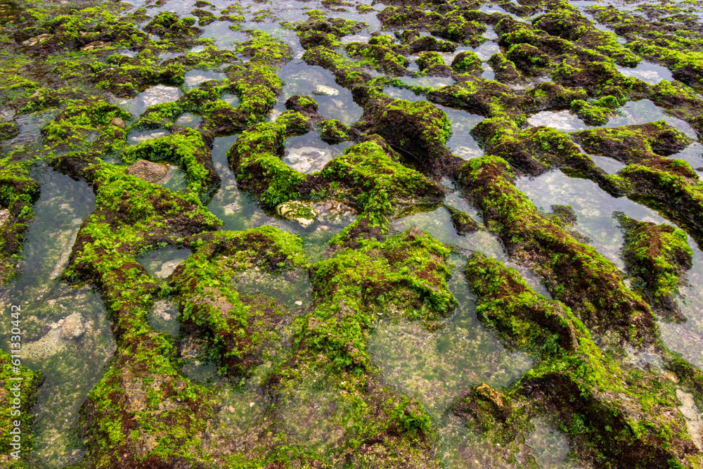 The coral on the beach is mossy and has holes
