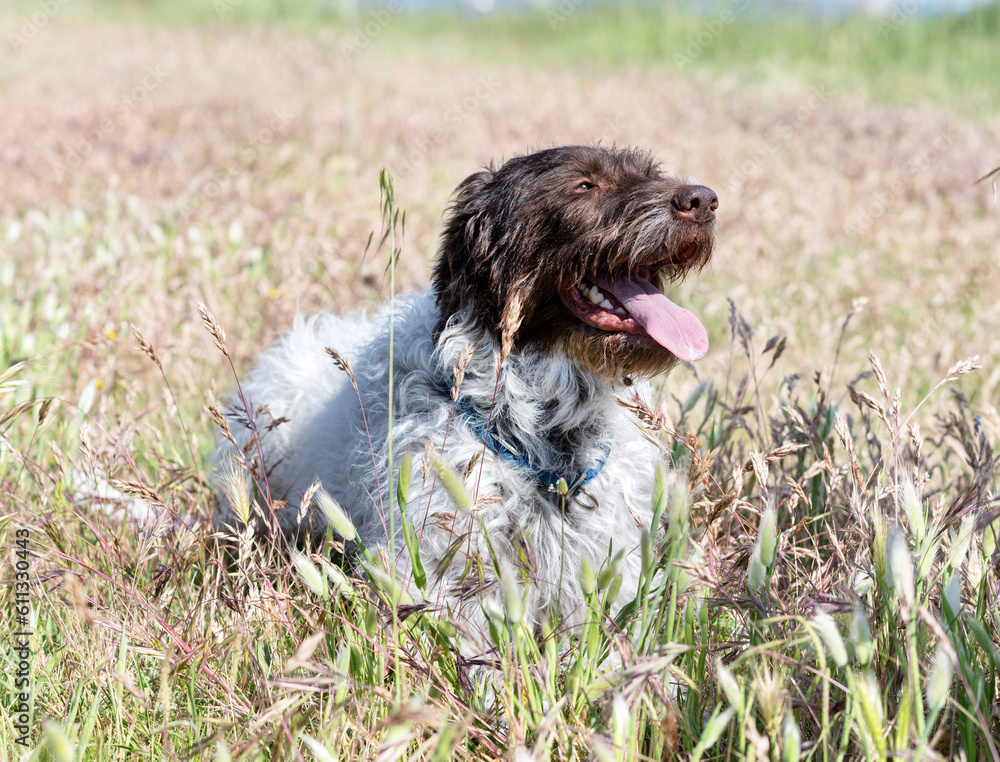 Fototapeta premium Wirehaired Pointing Griffon