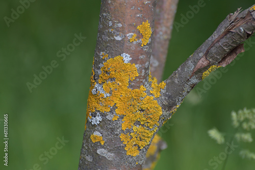 Tree trunk infected with fungi of the Teloschistaceae family photo