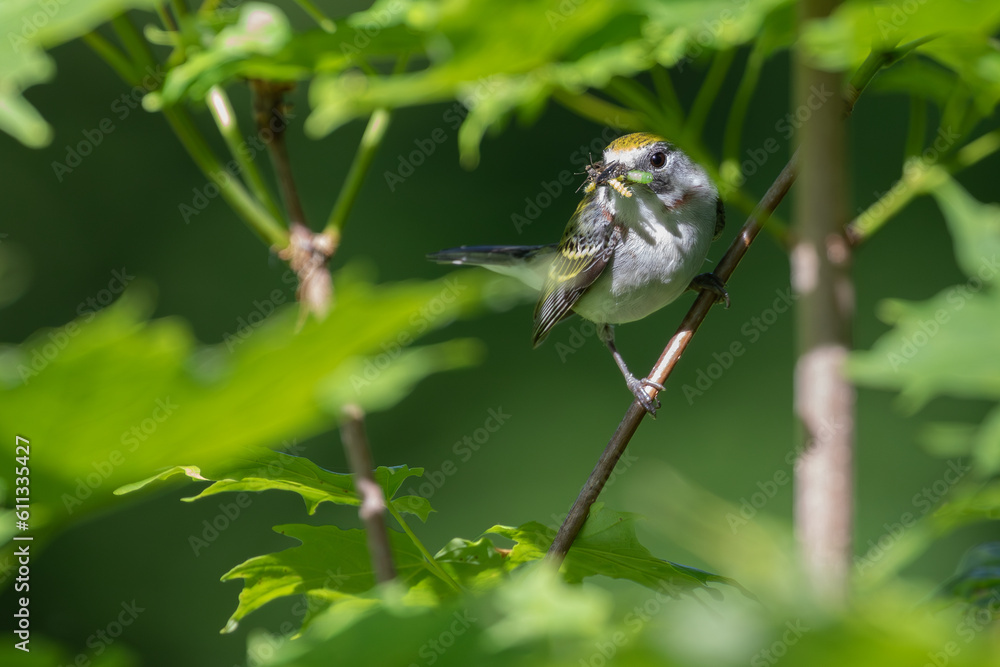 Fototapeta premium Chestnut-sided Warbler with food