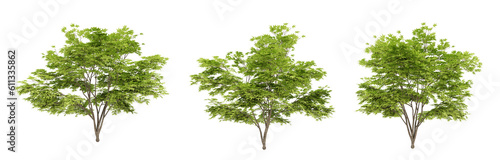 Acer palmatum trees on transparent background, 3d render illustration.