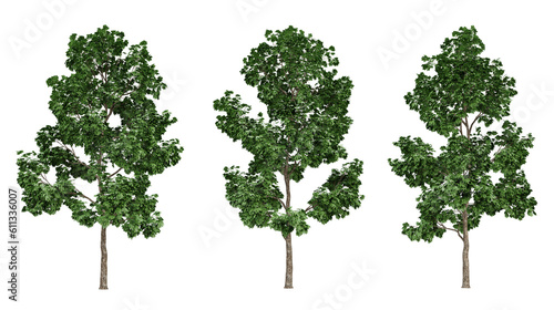 Acer platanoides trees on transparent background, 3d render illustration.