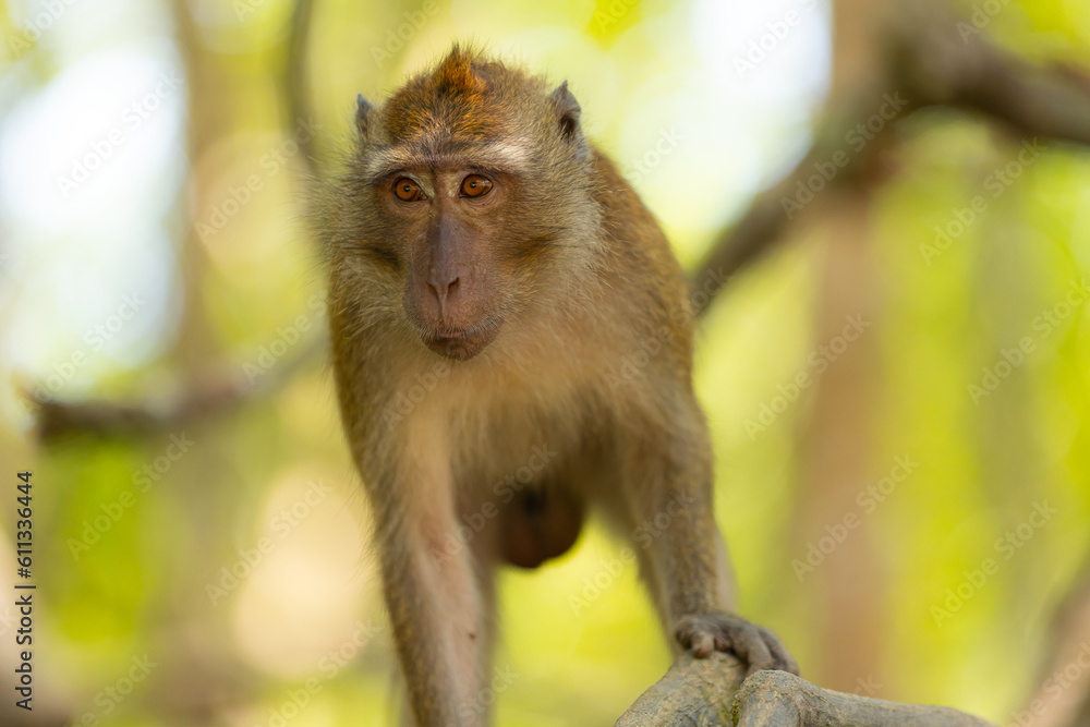 Monkey in forest sitting on a tree Monkey in forest sitting on a tree