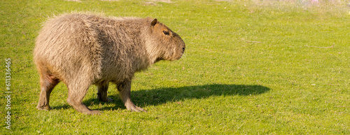 Kapibara wielka (Hydrochoerus) – największy żyjący współcześnie gatunek gryzonia z rodziny kawiowatych. Sympatyczne zwierze z południowej ameryki na łące podczas spaceru i pożywiania się .