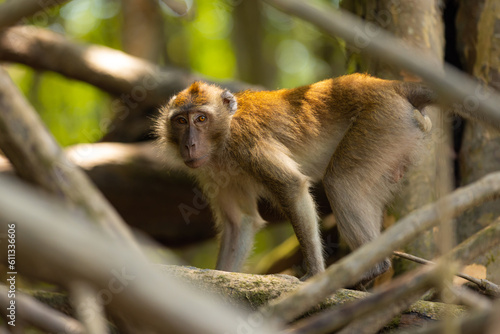 Monkey in forest sitting on a tree