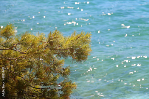 Pine tree branches on the beach. Selective focus. © jelena990