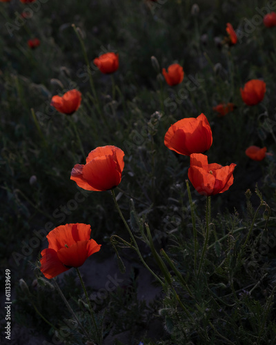 Red fresh poppies in a spring field at sunset in a backlit