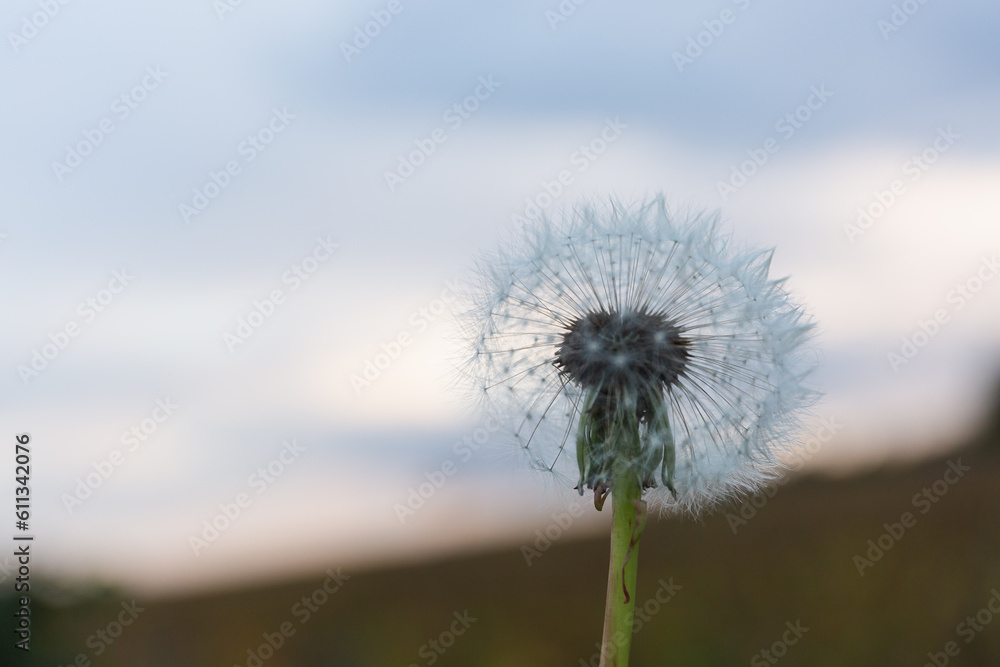 Close up of dandelion with the evening sky at the background