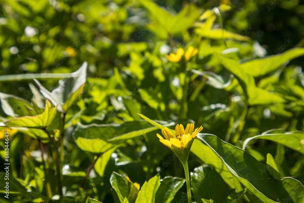 Sphagneticola, a vibrant flower with lush leaves, radiates beauty in the morning sunlight Sphagneticola, a vibrant flower with lush leaves, radiates beauty in the morning sunlight