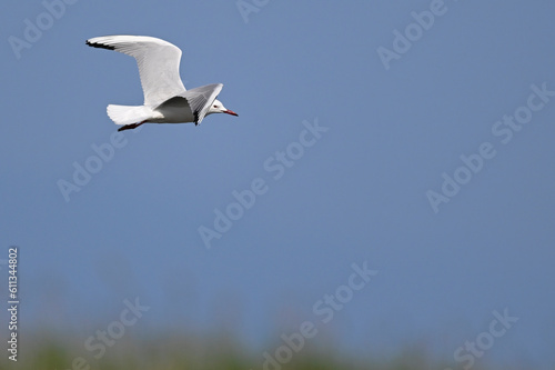 Slender-billed gull // Dünnschnabelmöwe (Chroicocephalus genei) - Greece