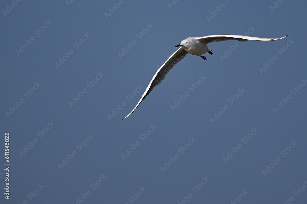 Slender-billed gull // Dünnschnabelmöwe (Chroicocephalus genei) - Greece Slender-billed gull // Dünnschnabelmöwe (Chroicocephalus genei) - Greece