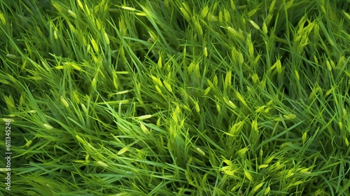 Fresh Spring Meadow Grass Texture