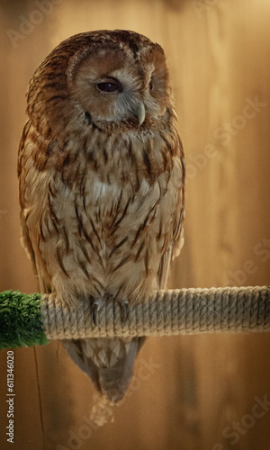 owl