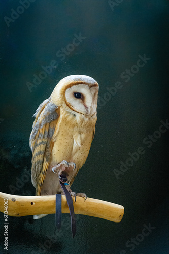 barn owl photo