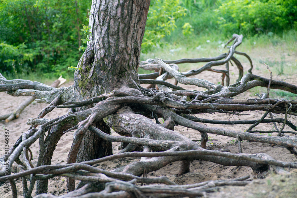 Tree roots above the ground, beautiful view Tree roots above the ground, beautiful view
