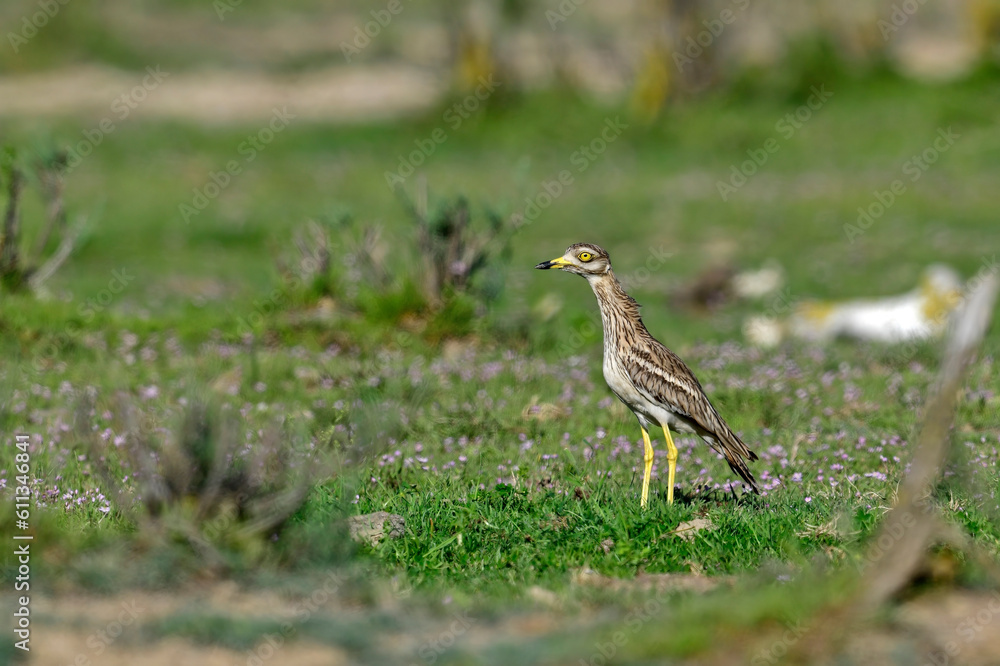 Eurasian Thick-knee // Triel (Burhinus oedicnemus) Eurasian Thick-knee // Triel (Burhinus oedicnemus)