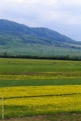 Raps field against the backdrop of high mountains. Blooming summer herbs. Spring landscape. Summer outside the city. Kyrgyzstan.