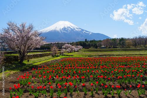 Fototapeta Naklejka Na Ścianę i Meble -  チューリップと桜と富士山
