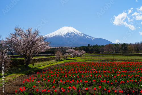チューリップと桜と富士山
