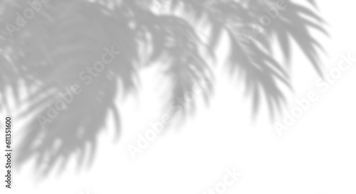 Nature realistic palm leafs movement on transparent backgrounds 3d render png