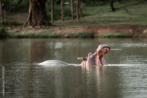 A Young Hippo showing off its wide mouth