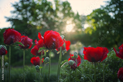 Red poppy in the garden at dawn