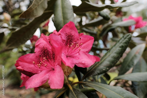 Rhododendron blooming flowers in the spring garden. Pacific rhododendron or California rosebay evergreen shrub. Beautiful pink Rhododendron close up