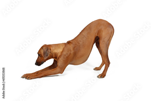 stretching dog isolated on white background 