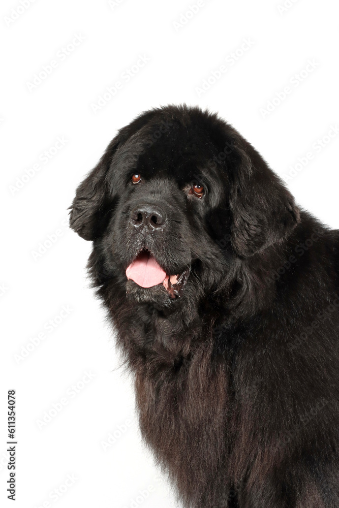 black Newfoundland dog portrait