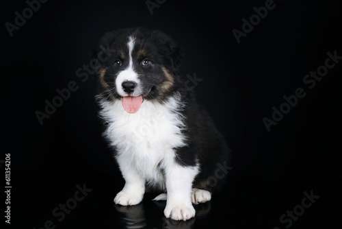 puppy shepherd isolated on black background 