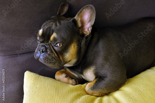 French bulldog of brown and golden color on a dark grey sofa with a yellow pillow. The little dog is lying. Pets at home.