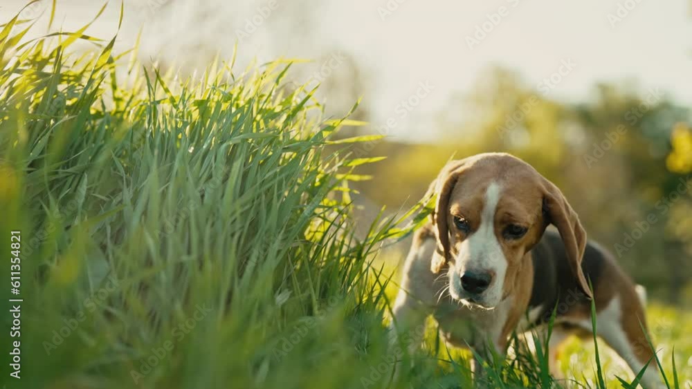Lovely beagle eating green fresh grass. Beautiful dog on walk on nature.