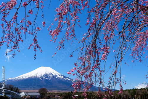 枝垂桜と富士山