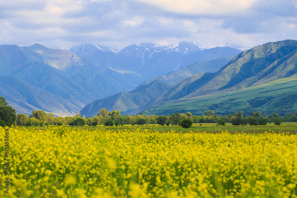 Raps field against the backdrop of high mountains. Blooming summer herbs. Spring landscape. Summer outside the city. Kyrgyzstan. Raps field against the backdrop of high mountains. Blooming summer herbs. Spring landscape. Summer outside the city. Kyrgyzstan.