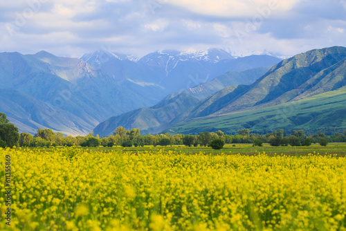 Raps field against the backdrop of high mountains. Blooming summer herbs. Spring landscape. Summer outside the city. Kyrgyzstan.