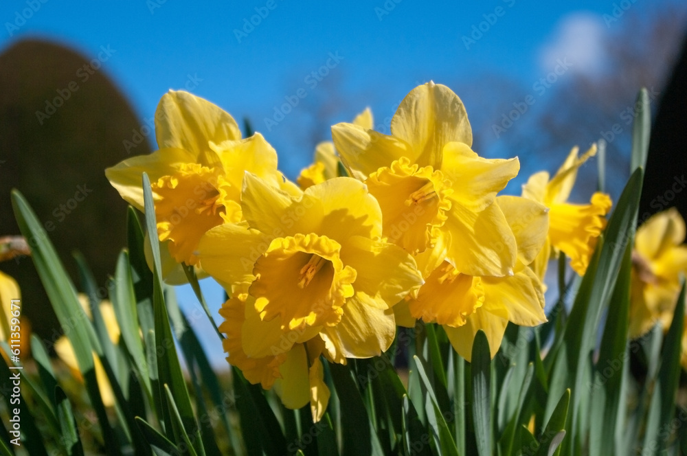 Obraz premium Bright yellow daffodils in spring. Sunny day with blue sky.