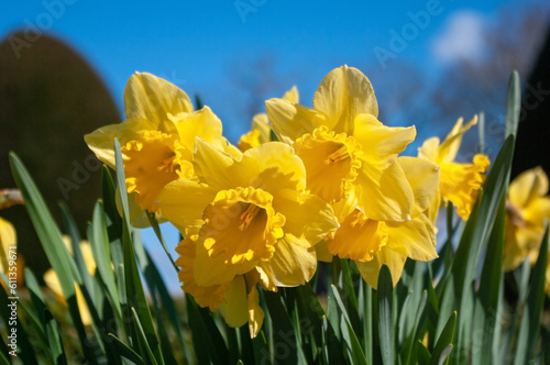 Fototapeta Naklejka Na Ścianę i Meble -  Bright yellow daffodils in spring. Sunny day with blue sky.