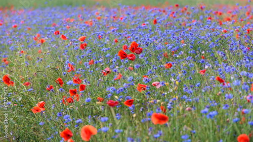 A flower meadow with red poppies and blue cornflowers