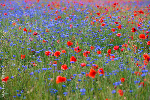 A flower meadow with red poppies and blue cornflowers