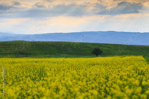 Raps field against the backdrop of high mountains. Blooming summer herbs. Spring landscape. Summer outside the city. Kyrgyzstan.