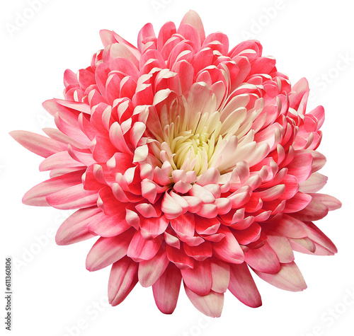 Pink   chrysanthemum flower  on  isolated background with clipping path. Closeup.   Transparent background.  Nature. photo