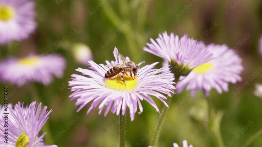 A honey bee collects nectar on a purple chamomile flower. Close-up. Slow motion. A honey bee collects nectar on a purple chamomile flower. Close-up. Slow motion.