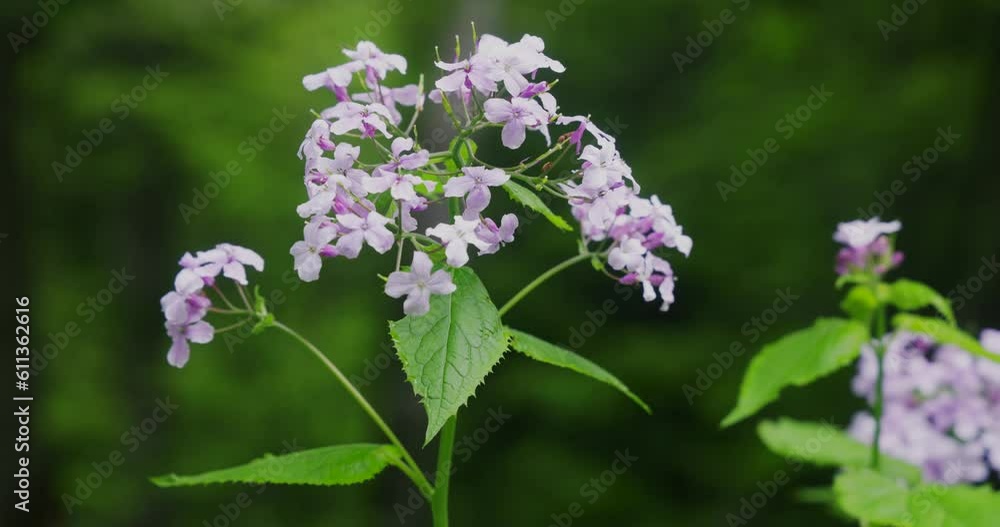 Perennial honesty, Lunaria rediviva blooming in the forest Perennial honesty, Lunaria rediviva blooming in the forest