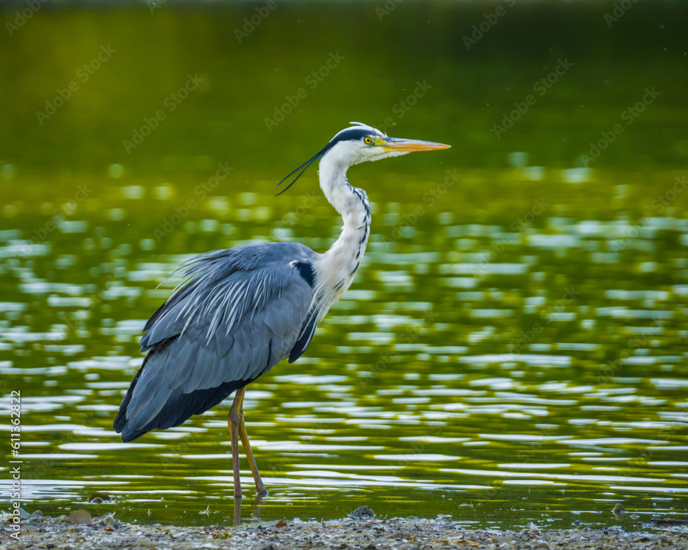 Naklejka premium Heron standing at water's edge of lake against green water surface