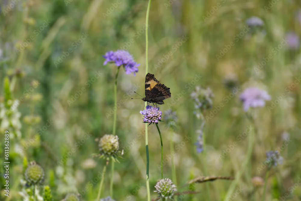 Small Tortoiseshell Butterfly (Aglais urticae) sitting on a small scabious in Zurich, Switzerland Small Tortoiseshell Butterfly (Aglais urticae) sitting on a small scabious in Zurich, Switzerland