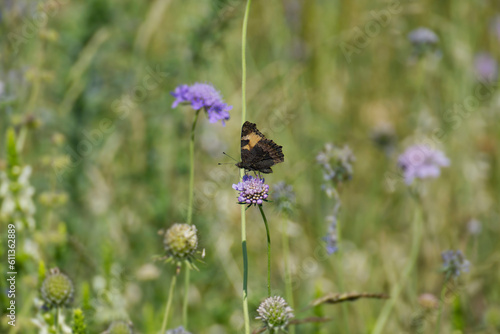 Small Tortoiseshell Butterfly (Aglais urticae) sitting on a small scabious in Zurich, Switzerland