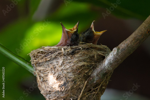Two Malaysian pied fantail new born baby bird hungry in a nest wanting the mother bird to come and feed them, copy space.Mother bird feeding baby bird in the nest.