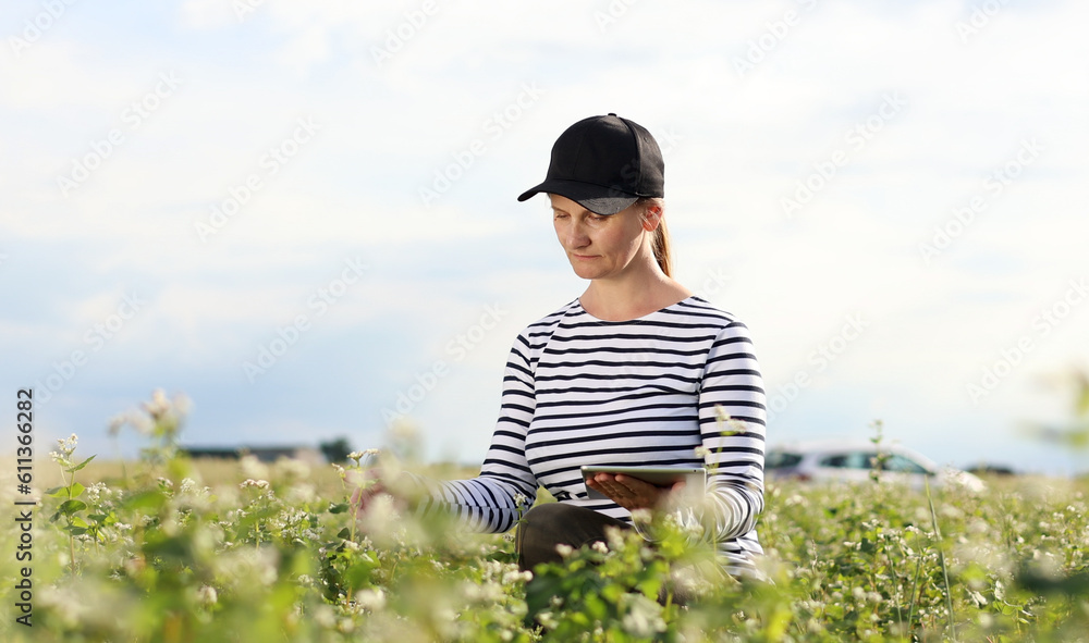 female agronomist with tablet check the growth of a field with buckwheat flowers. woman touching hand plant shoots and enter data into a digital tablet. Modern agribusiness