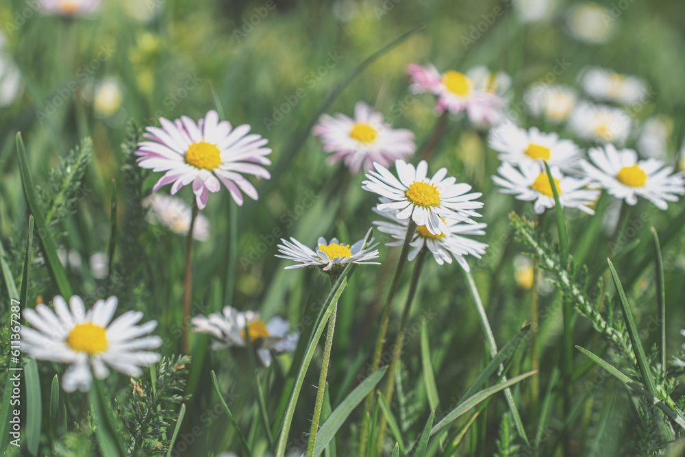 picture of chamomile in the meadow picture of chamomile in the meadow