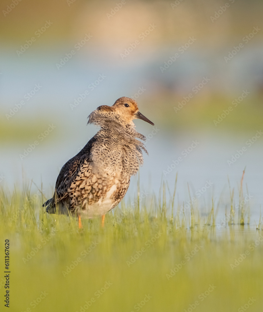 Ruff - male bird at a wetland on the mating season in spring Ruff - male bird at a wetland on the mating season in spring